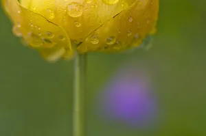 Globeflower (Trollius europaeus) in flower with water droplets on petals, Liechtenstein Globeflower (Trollius europaeus) in flower with water droplets on petals, Liechtenstein