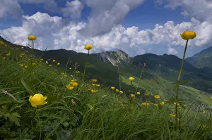 Globeflowers (Trollius europaeus) flowering, Liechtenstein, June 2009 Globeflowers (Trollius europaeus) flowering, Liechtenstein, June 2009
