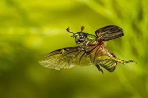 Glorious scarab (Chrysina gloriosa) flying, Brewster County, Texas, USA. Controlled conditions Glorious scarab (Chrysina gloriosa) flying, Brewster County, Texas, USA. Controlled conditions