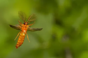 Glowworm beetle (Phengodes sp.) male flying, Tuscaloosa County, Alabama, USA Controlled conditions Glowworm beetle (Phengodes sp.) male flying, Tuscaloosa County, Alabama, USA Controlled conditions