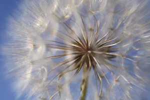 Goats beard (Tragopogon pratensis) seed head, Lagadin region, Lake Ohrid, Galicica National Park Goats beard (Tragopogon pratensis) seed head, Lagadin region, Lake Ohrid, Galicica National Park