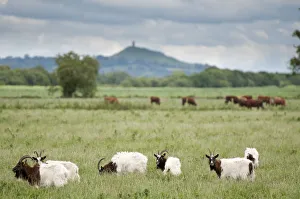 Goats and Cattle grazing on farmland at Shapwick Heath (Somerset Wildlife Trust Goats and Cattle grazing on farmland at Shapwick Heath (Somerset Wildlife Trust