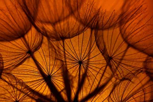 Goatsbeard (Tragopogon pratensis) seedhead at sunset, England, UK, July Goatsbeard (Tragopogon pratensis) seedhead at sunset, England, UK, July