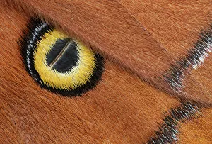 Godmans silkmoth (Antheraea godmani) close up of eye spot on wing, Chiriqui Province Godmans silkmoth (Antheraea godmani) close up of eye spot on wing, Chiriqui Province