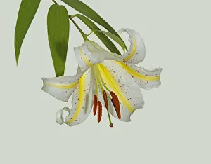 Gold band lily (Lilium auratum) flower. Yellow nectar guides lead pollinators to nectaries Gold band lily (Lilium auratum) flower. Yellow nectar guides lead pollinators to nectaries