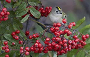 Goldcrest (Regulus regulus) eating berries, Uto Finland September Goldcrest (Regulus regulus) eating berries, Uto Finland September
