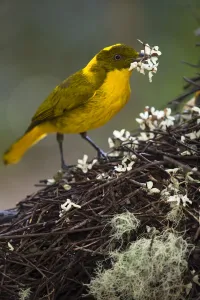 Golden Bowerbird (Prionodura newtoniana), placing flowers on bower, Ravenshoe Golden Bowerbird (Prionodura newtoniana), placing flowers on bower, Ravenshoe