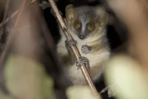 Golden-brown mouse lemur (Microcebus ravelobensis), Ankarafantsika National Park Golden-brown mouse lemur (Microcebus ravelobensis), Ankarafantsika National Park