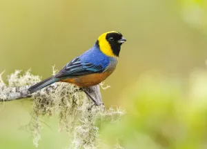 Golden-collared Tanager (Iridosornis jelskii), in the Peruvian cloud forest Golden-collared Tanager (Iridosornis jelskii), in the Peruvian cloud forest