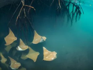 Golden cownose rays (Rhinoptera steindachneri) swimming near mangrove roots Golden cownose rays (Rhinoptera steindachneri) swimming near mangrove roots