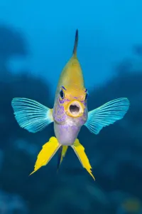 Golden damsel (Amblyglyphidodon aureus) male aggressively defends his territory on a Golden damsel (Amblyglyphidodon aureus) male aggressively defends his territory on a