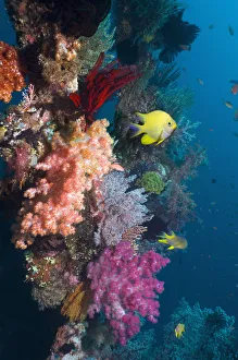 Golden damselfish (Amblyglyphidodon aureus) swimming past coral reef wall with colourful Golden damselfish (Amblyglyphidodon aureus) swimming past coral reef wall with colourful