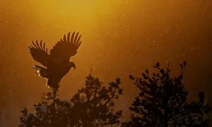 Golden Eagle adult (Aquila chrysaetos) silhouetted in tree after sunset, Kuusamo Golden Eagle adult (Aquila chrysaetos) silhouetted in tree after sunset, Kuusamo