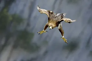 Golden Eagle (Aquila chrysaetos) swooping with folded wings and extended tallons Golden Eagle (Aquila chrysaetos) swooping with folded wings and extended tallons