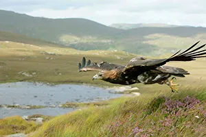 Golden eagle (Aquila chrysaetos) adult female taking off, flying over mountain landscape Golden eagle (Aquila chrysaetos) adult female taking off, flying over mountain landscape