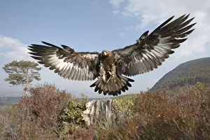 Golden eagle (Aquila chrysaetos) sub-adult male (two years) flying down to take prey Golden eagle (Aquila chrysaetos) sub-adult male (two years) flying down to take prey