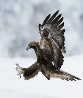 Golden Eagle (Aquila chrysaetos) coming in to land with claws spread. Kuusamo, Finland Golden Eagle (Aquila chrysaetos) coming in to land with claws spread. Kuusamo, Finland