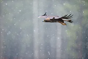 Golden eagle (Aquila chrysaetos) in flight through heavy snow, Czech Republic Golden eagle (Aquila chrysaetos) in flight through heavy snow, Czech Republic