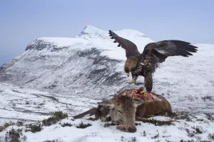 Golden eagle (Aquila chrysaetos) feeding on Red deer (Cervus elaphus) carcass, Assynt Golden eagle (Aquila chrysaetos) feeding on Red deer (Cervus elaphus) carcass, Assynt