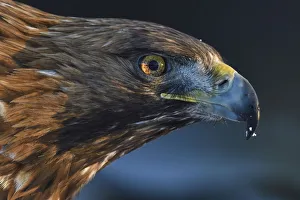 Golden eagle (Aquila chrysaetos) male head portrait, Kalvtrask, Vasterbotten, Sweden Golden eagle (Aquila chrysaetos) male head portrait, Kalvtrask, Vasterbotten, Sweden