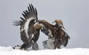 Golden eagle (Aquila chrysaetos), two juveniles fighting in snow. Norway. November Golden eagle (Aquila chrysaetos), two juveniles fighting in snow. Norway. November