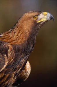 Golden Eagle (Aquila chrysaetos) controlled, close-up of falconers bird, Southern Scotland Golden Eagle (Aquila chrysaetos) controlled, close-up of falconers bird, Southern Scotland