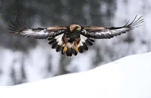 Golden eagle (Aquila chrysaetos) in flight over snow, Flatanger, Norway, November 2008 Golden eagle (Aquila chrysaetos) in flight over snow, Flatanger, Norway, November 2008