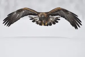 Golden eagle (Aquila chrysaetos) in flight over snow. Kalvtrask, Vasterbotten, Lapland, Sweden Golden eagle (Aquila chrysaetos) in flight over snow. Kalvtrask, Vasterbotten, Lapland, Sweden