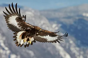 Golden Eagle (Aquila chrysaetos) juvenile in flight, Norway, November Golden Eagle (Aquila chrysaetos) juvenile in flight, Norway, November