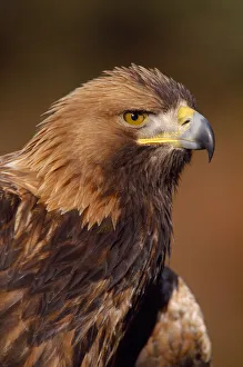 Golden eagle (Aquila chrysaetos) portrait, falconers bird (controlled) Southern Scotland Golden eagle (Aquila chrysaetos) portrait, falconers bird (controlled) Southern Scotland