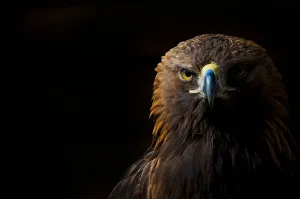 Golden eagle (Aquila chrysaetos) portrait, captive, occurs in the Northern hemisphere Golden eagle (Aquila chrysaetos) portrait, captive, occurs in the Northern hemisphere