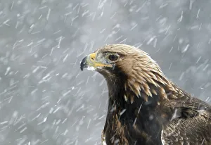 Golden Eagle (Aquila chrysaetos) portrait in snow, Utajarvi, Finland February Golden Eagle (Aquila chrysaetos) portrait in snow, Utajarvi, Finland February