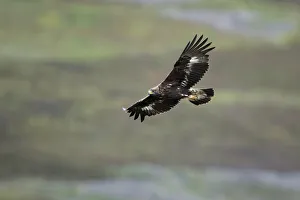 Golden eagle (Aquila chrysaetos) sub-adult flying, Strathdearn, Inverness-shire, Scotland Golden eagle (Aquila chrysaetos) sub-adult flying, Strathdearn, Inverness-shire, Scotland