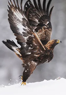 Golden eagle (Aquila chrysaetos) taking off, Flatanger, Norway, November 2008 Golden eagle (Aquila chrysaetos) taking off, Flatanger, Norway, November 2008
