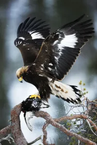 Golden eagle (Aquila chrysaetos) in tree with dead bird, wings out stretched, Flatanger Golden eagle (Aquila chrysaetos) in tree with dead bird, wings out stretched, Flatanger
