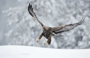 Golden eagle (Aquila chrysaetus) landing in snow, Kuusamo, Finland, December Golden eagle (Aquila chrysaetus) landing in snow, Kuusamo, Finland, December