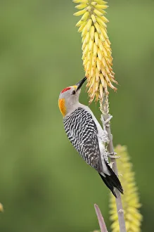 Golden-fronted Woodpecker (Melanerpes aurifrons), male feeding from Torch Lily, Red Hot Poker Golden-fronted Woodpecker (Melanerpes aurifrons), male feeding from Torch Lily, Red Hot Poker