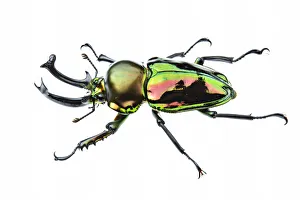 Golden green stag beetle (Lamprima sp.), adult male with big mandibles and a shiny Golden green stag beetle (Lamprima sp.), adult male with big mandibles and a shiny
