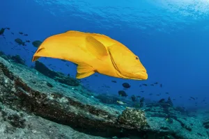 Golden grouper (Mycteroperca rosacea), yellow color-variation of the most common leopard Golden grouper (Mycteroperca rosacea), yellow color-variation of the most common leopard