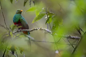Golden-headed quetzal (Pharomachrus auriceps) Mindo, Pichincha, Ecuador Golden-headed quetzal (Pharomachrus auriceps) Mindo, Pichincha, Ecuador