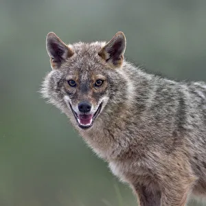 Golden jackal (Canis aureus) portrait. Danube Delta, Romania, May Golden jackal (Canis aureus) portrait. Danube Delta, Romania, May