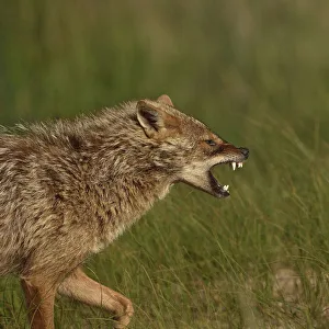 Golden jackal (Canis aureus) snarling. Danube Delta, Romania. May Golden jackal (Canis aureus) snarling. Danube Delta, Romania. May
