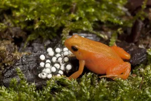 Golden mantella frog (Mantella aurantiaca) with freshly laid eggs on wet mossy ground Golden mantella frog (Mantella aurantiaca) with freshly laid eggs on wet mossy ground