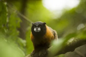 Golden-mantled tamarin (Saguinus tripartitus) captive Golden-mantled tamarin (Saguinus tripartitus) captive
