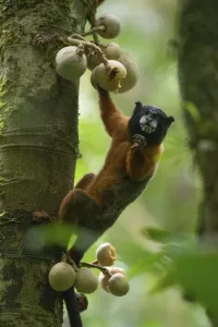 Golden-mantled tamarin (Saguinus tripartitus) feeding on fruits at the Tiputini Golden-mantled tamarin (Saguinus tripartitus) feeding on fruits at the Tiputini