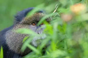 Mgahinga Gorilla National Park Prints: Golden monkey (Cercopithecus kandti) among foliage