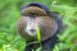 Mgahinga Gorilla National Park Prints: Golden monkey (Cercopithecus kandti) head portrait