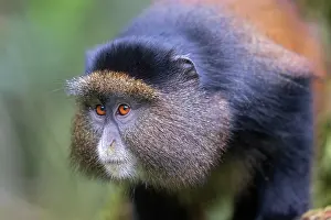 Endangered Primates Prints: Golden monkey (Cercopithecus kandti) portrait