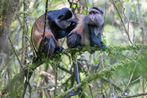 Endangered Primates Prints: Two Golden monkeys (Cercopithecus kandti) sitting in tree