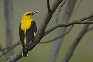 Golden oriole (Oriolus oriolus) male perched, Bulgaria, May 2008 Golden oriole (Oriolus oriolus) male perched, Bulgaria, May 2008